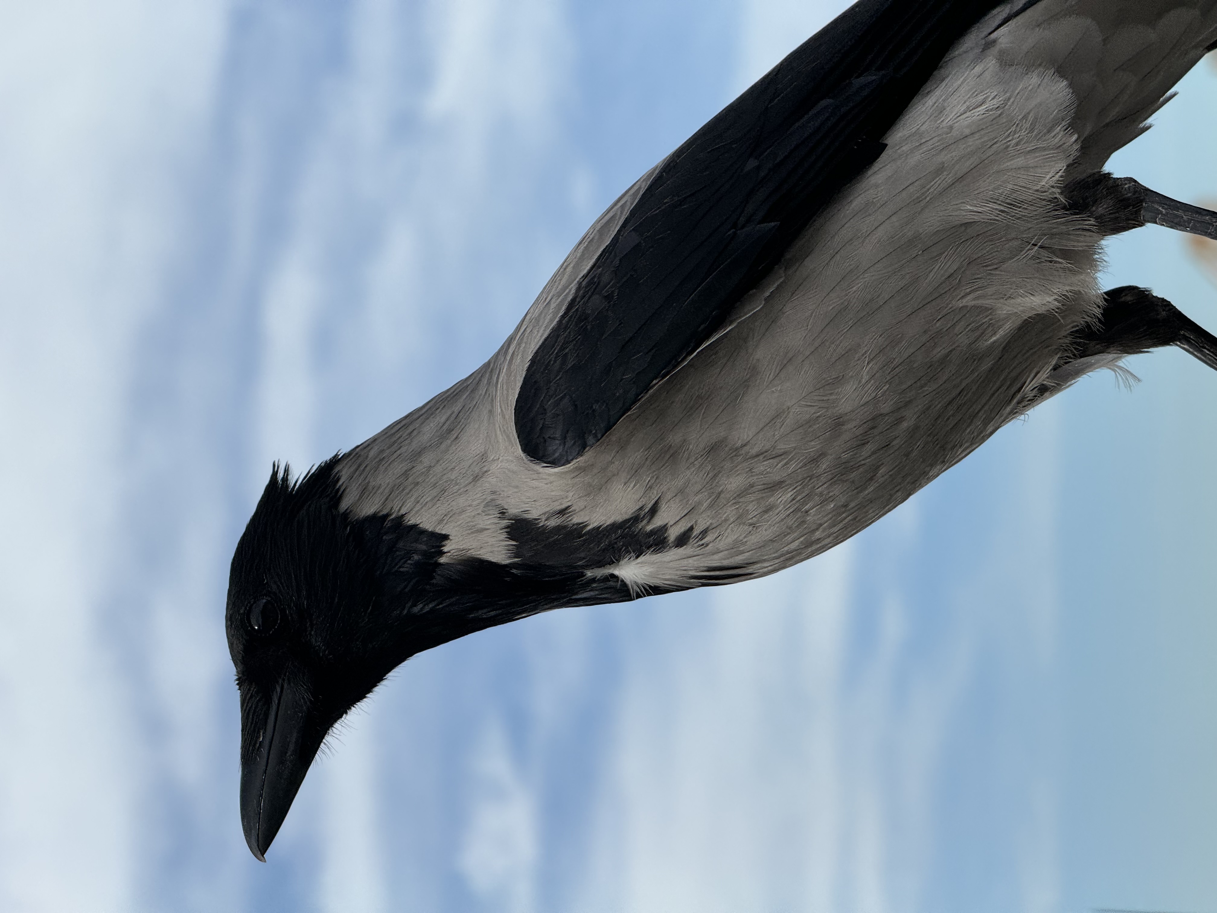 When the Strategy Is Wrong and Everyone Knows It